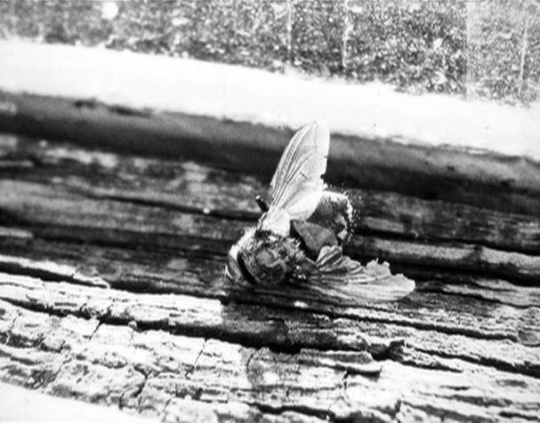 BEE - Nazli Dincel focuses on an insect in a scene from her movie Leafless.