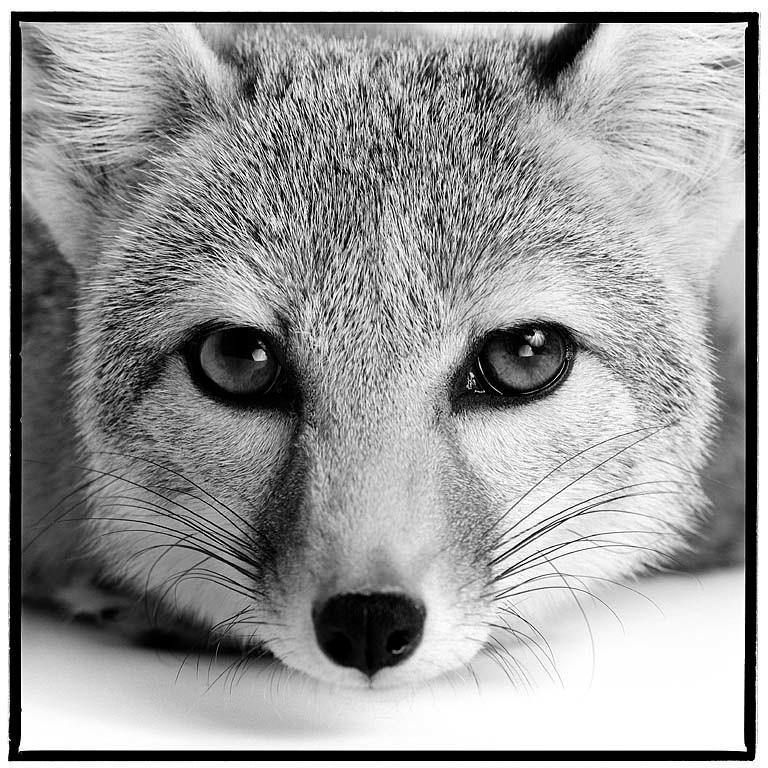 ENDANGERED - A San Joaquin kit fox.
