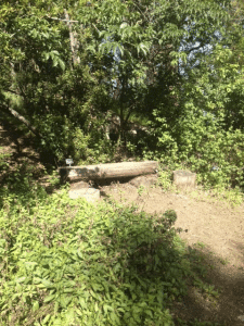 A greener resting spot near the fresh water marsh and pond, Thursday April 11.