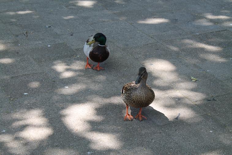 <p><b>Mascot Inspiration</p></b>
Mr. and Mrs. Duck have become the unofficial mascot of De Anza, drawing fans with their presence around campus.