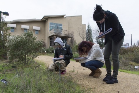 (Left to right) Jordan Catura, 21, enviromental stewardship major, Renee Singh, 18, biology major, and Leticia Carrillo, 19, child development major sketch drawings of native Californian plants at the Cheeseman Enviromental Study Area for Krikor Andonian’s enviromental science class on Thursday, Jan. 14.