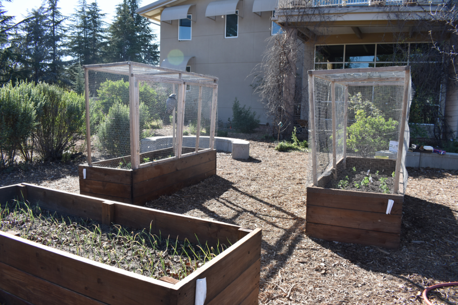 Front: A raised bed containing spring onions for the cafeteria. Back: Two raised beds containing a variety of foods such as kale, butter lettuce, strawberries, tomato, peas, mint, snow peas, etc. 