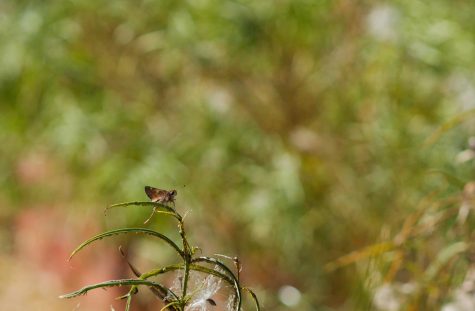 A butterfly lands on a plant in the garden.