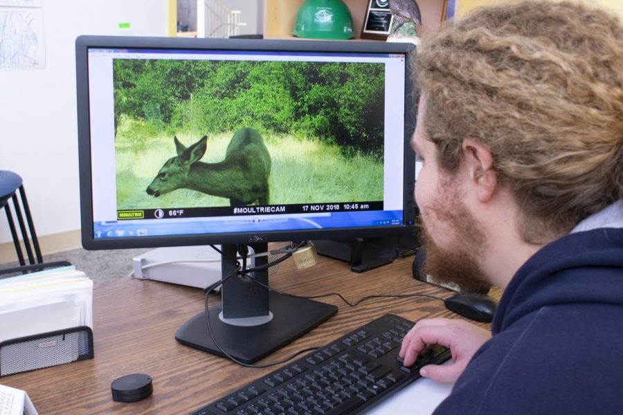 De Anza student intern, Robert Scott looks at a deer on recorded footage on Jan. 18.