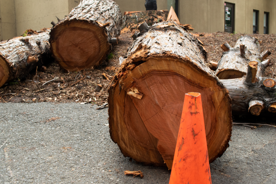 De Anza College cuts down campus’ largest redwood tree