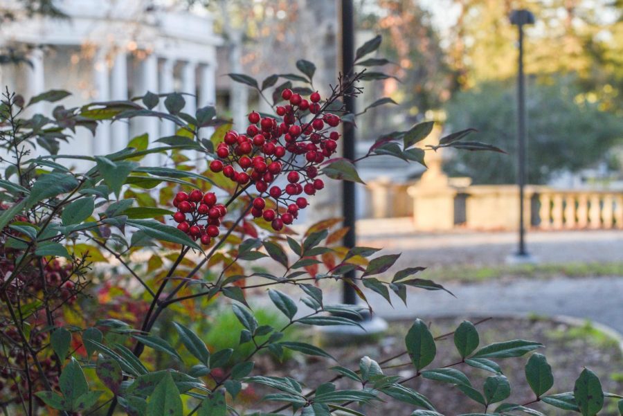 Plant grows vibrant red berries around the corner from the California History Center building.