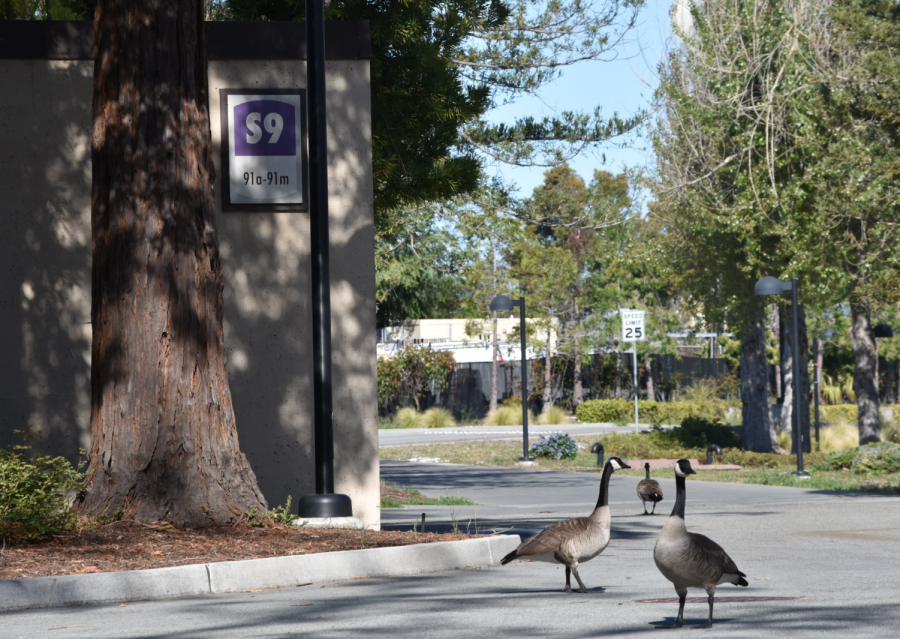 Three Canada geese patrol the area in front of the S9 building at De Anza College on April 22.
