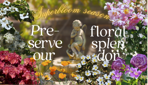 Recap of super bloom season: Preserve our floral splendor
