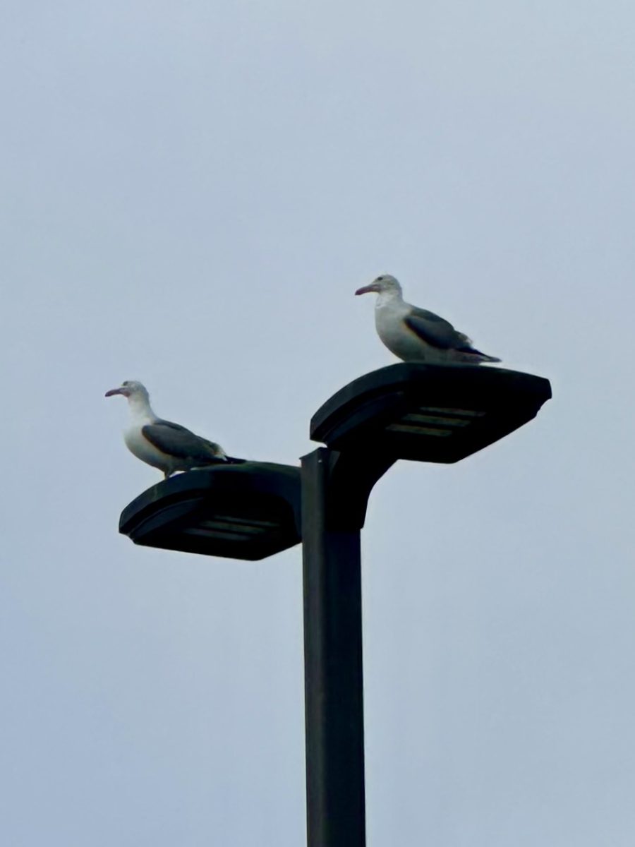 California gulls are spotted sitting on a light pole in parking lot A at 11:30 a.m. on Feb. 29.