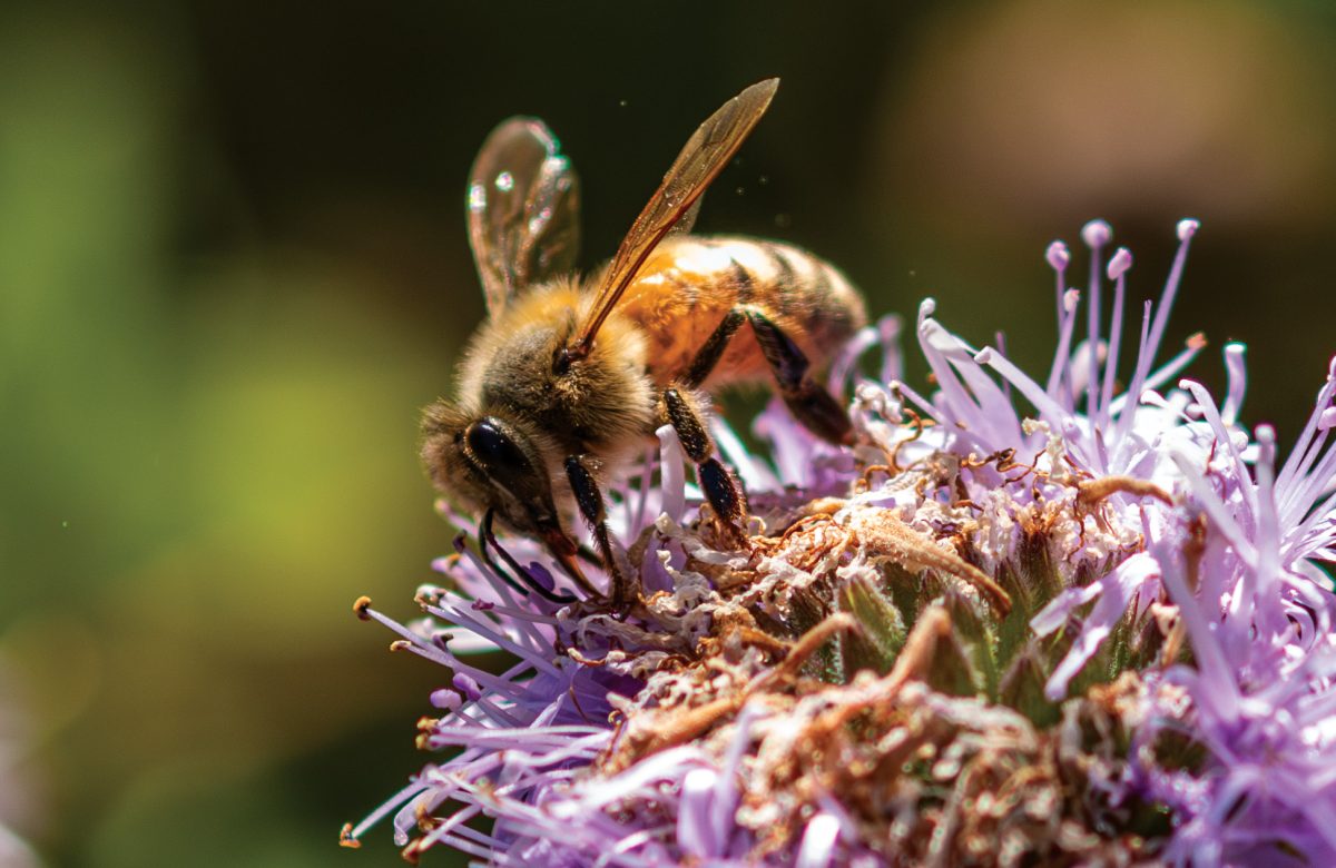 A+western+honeybee+drinks+nectar+from+a+coyote+mint+flower+in+the+Cheeseman+Environmental+studies+area+at+De+Anza+College+in+Cupertino+on+May+8%2C+2024.