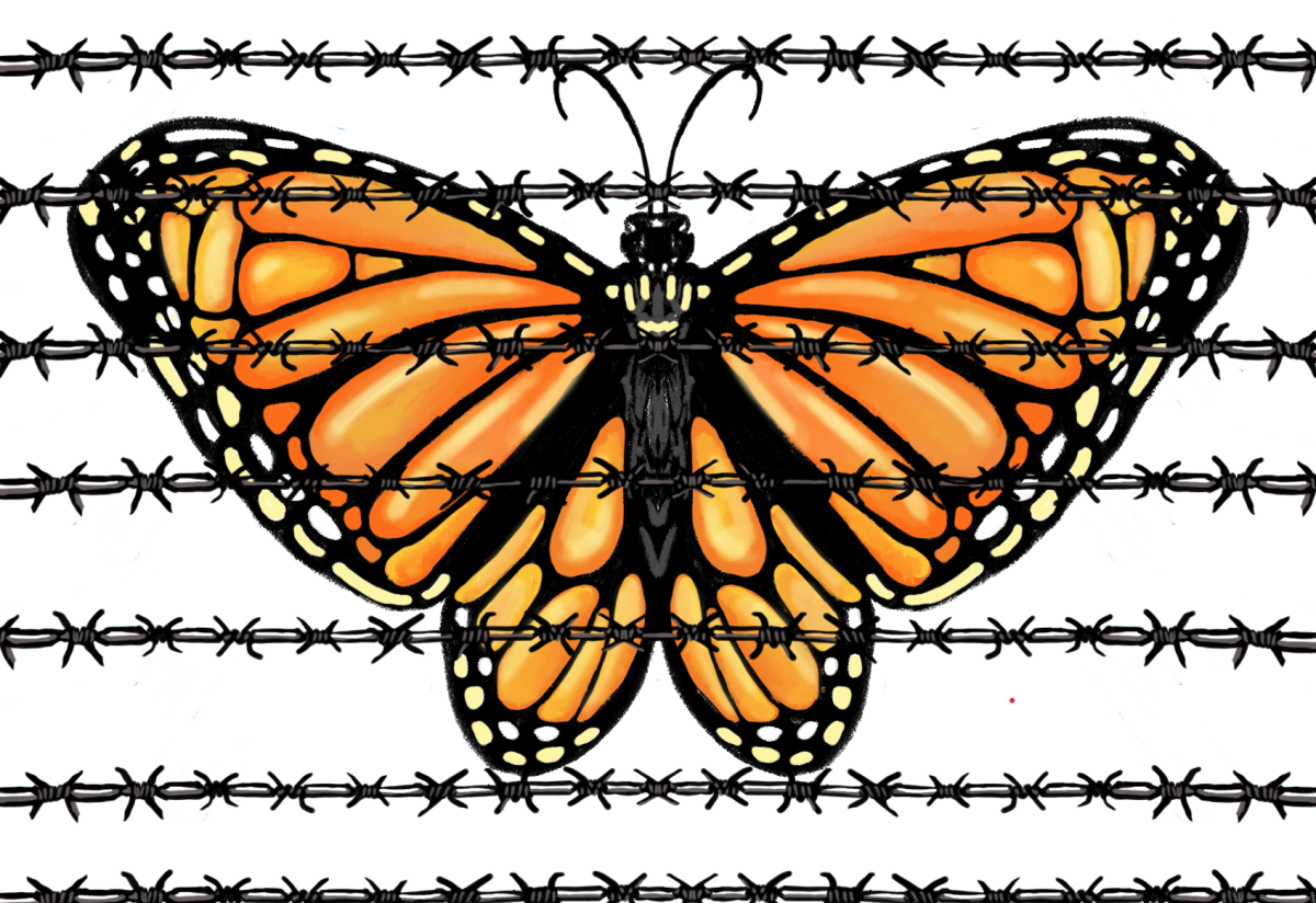 Illustration depicting a monarch butterfly, representing Deferred Action for Childhood Arrivals Dreamers, fenced in by barbed wire.