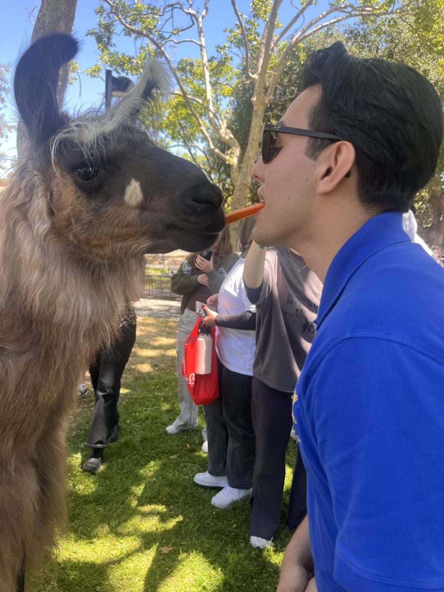 DASG De-Stress Day brings students and llamas together