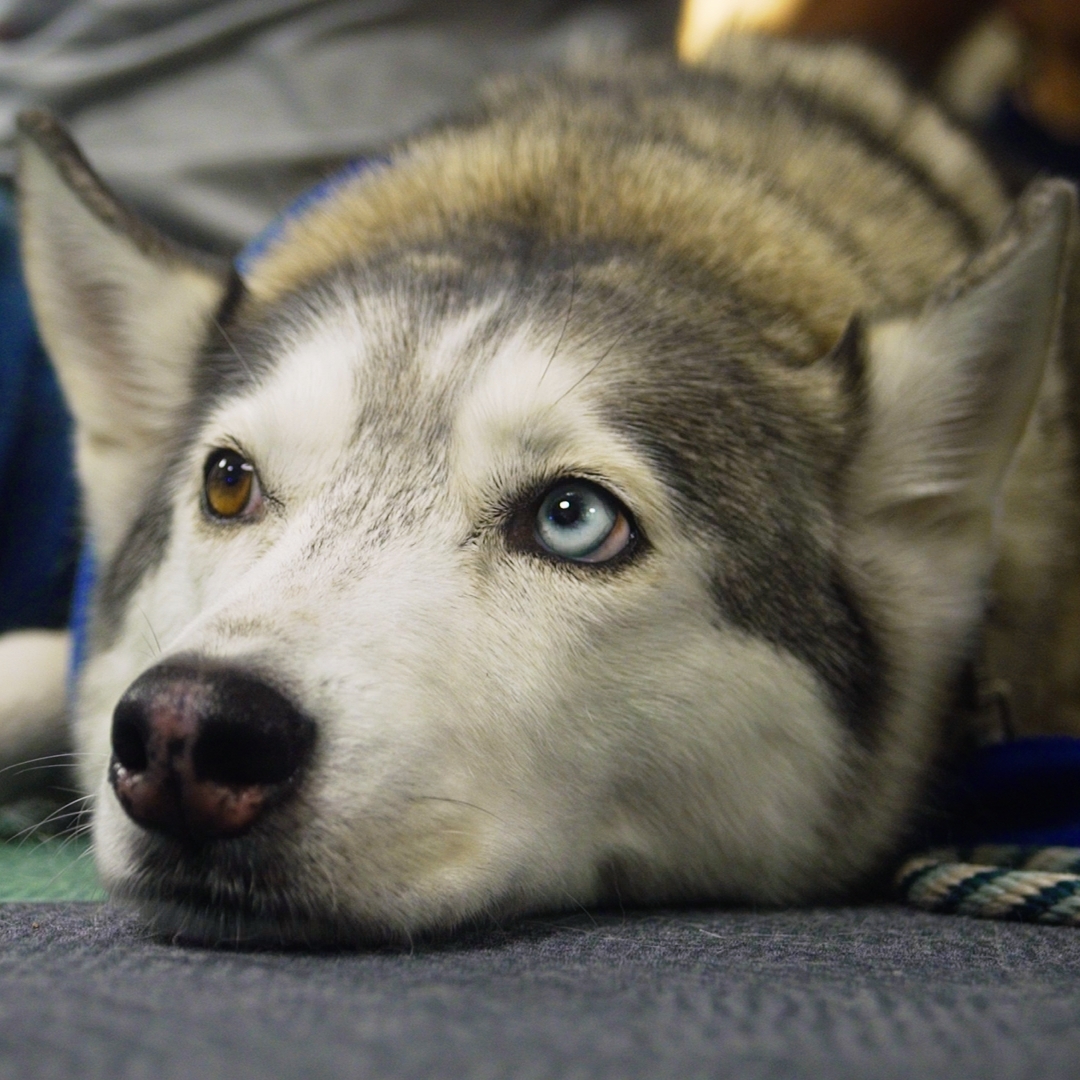 Mischa, a dog brought by Paws to Share, lays on the floor in the Student Council Chambers on March 17.