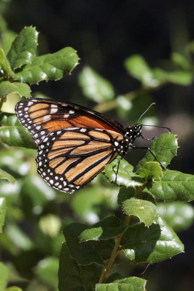 A monarch butterfly perches on the leaves of a coast live oak, near the front of the Kirsch Center on April 8. The monarch population has significantly declined since the 1990s. However, De Anza College's Environmental Studies program runs a monarch butterfly release program to help bolster the population.
