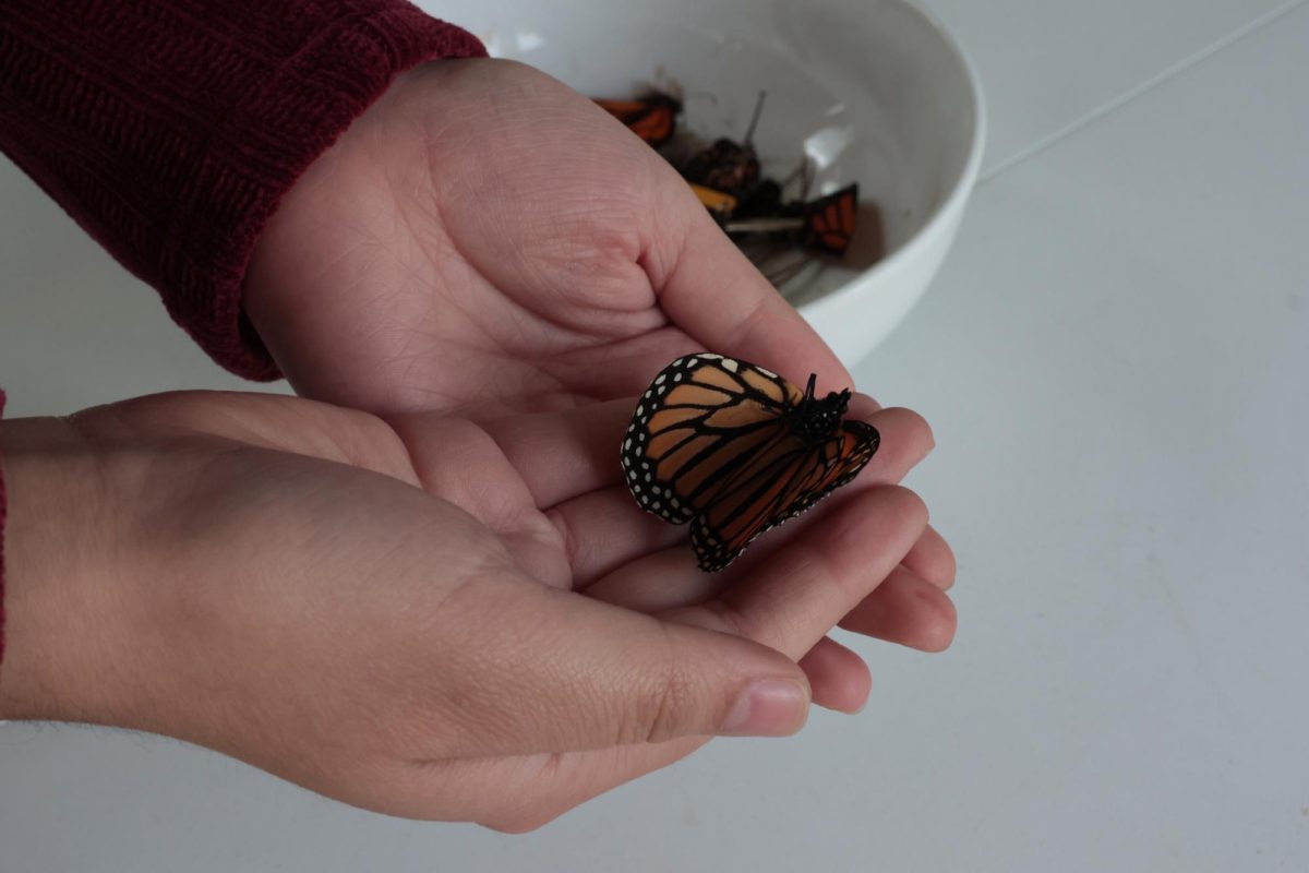 Stefanie Garza, 21, biology major at De Anza and president of the Zero Waste and Climate Awareness Club holds a monarch butterfly that did not survive on April 22 at De Anza College.