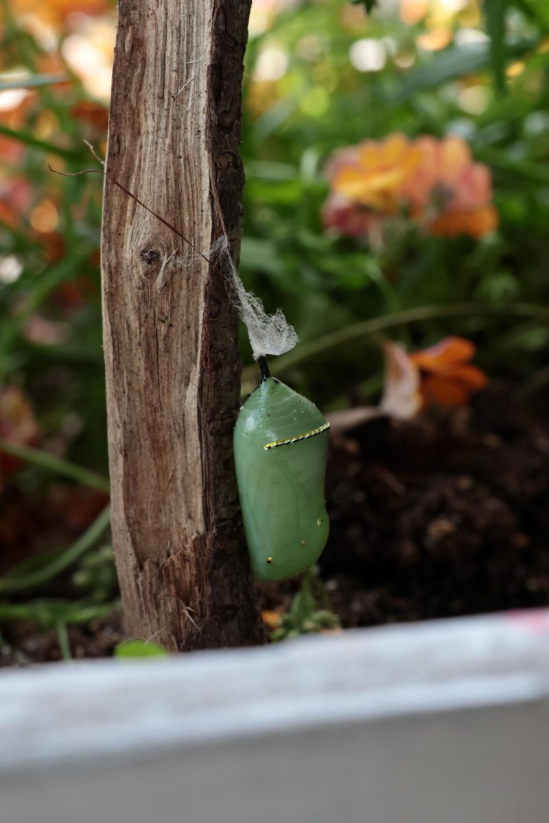 butterfly pic 4